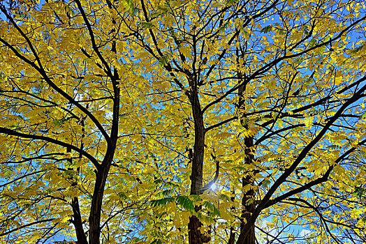 白人,树梢,秋叶,蓝天,北莱茵威斯特伐利亚,德国,欧洲