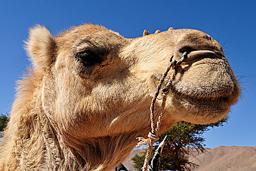 单峰骆驼,阿拉伯骆驼,肖像,阿德拉尔,阿尔及利亚,撒哈拉沙漠,北非