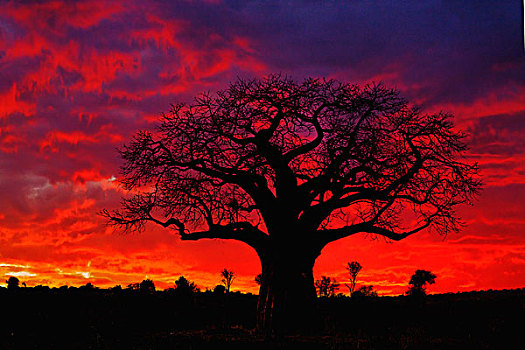 非洲,猴面包树,剪影,日落,塔兰吉雷国家公园,坦桑尼亚