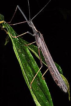 拐棍,昆虫,国家公园,亚马逊雨林,厄瓜多尔,南美