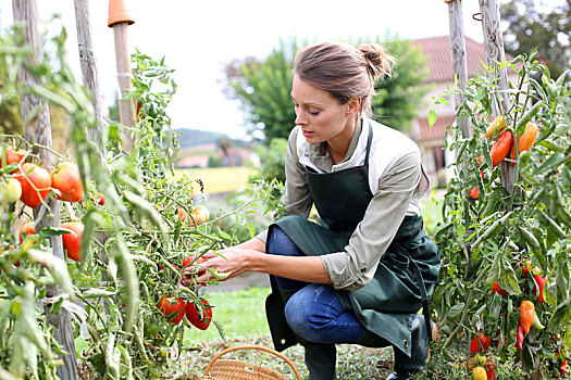 女人,厨房,花园,挑选,西红柿