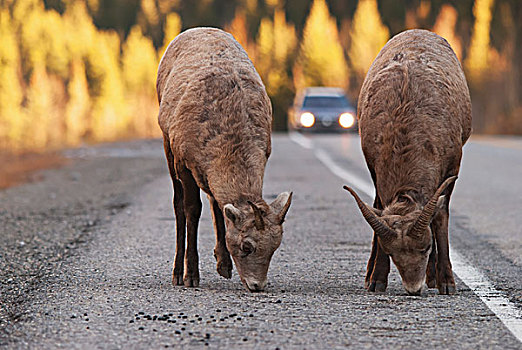 两个,大角羊,放牧,道路,汽车,接近,背景,卡纳纳斯基斯,艾伯塔省,加拿大
