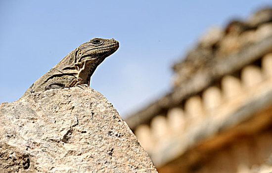 黑色,鬣蜥蜴,玛雅,庙宇,乌斯马尔,尤卡坦半岛,墨西哥,北美