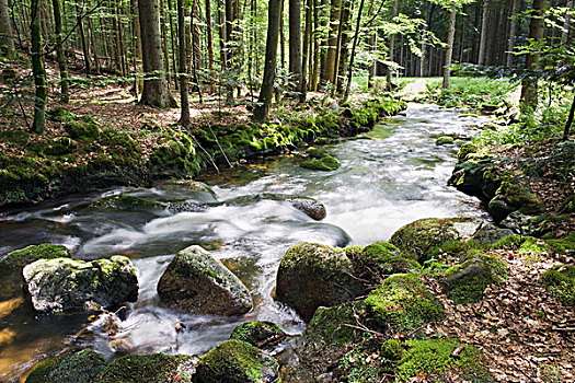 树林,溪流,靠近,巴伐利亚森林国家公园,下巴伐利亚,巴伐利亚,德国,欧洲