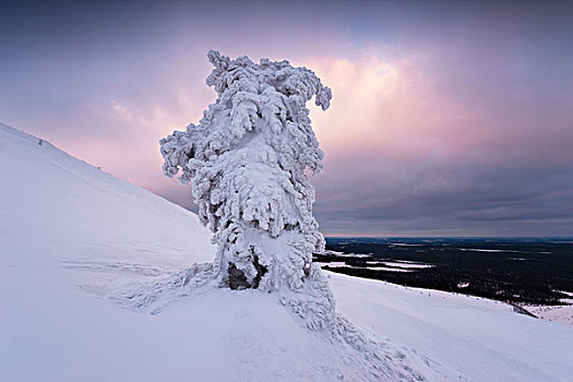 冰,冬天,冷杉,松树,积雪,冰冻,拉普兰,芬兰,寒冷,雾,白色,安静,亮光,气氛,雪