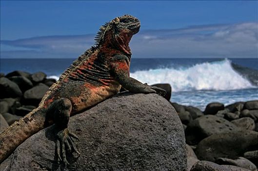 海鬣蜥,岩石,岸边,岛屿,加拉帕戈斯群岛