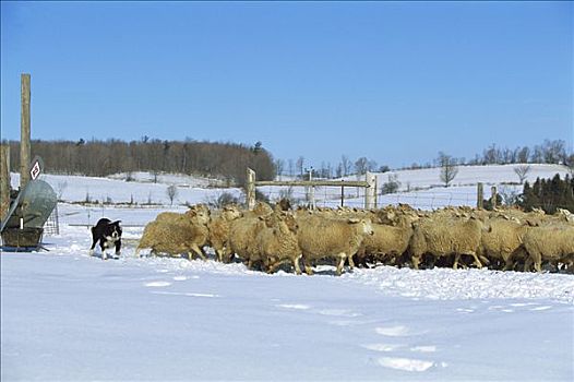 博德牧羊犬,狗,放牧,绵羊,雪地