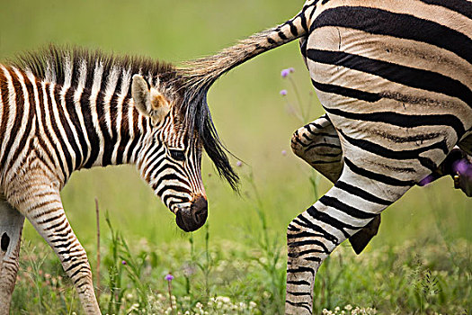 斑马,小马,跟随,母亲,自然保护区,南非