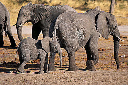 大象,幼兽,萨维堤地区,靠近,乔贝国家公园,博茨瓦纳