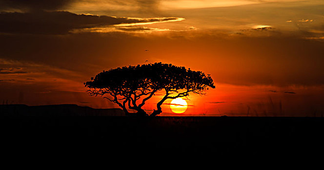 非洲的合欢树