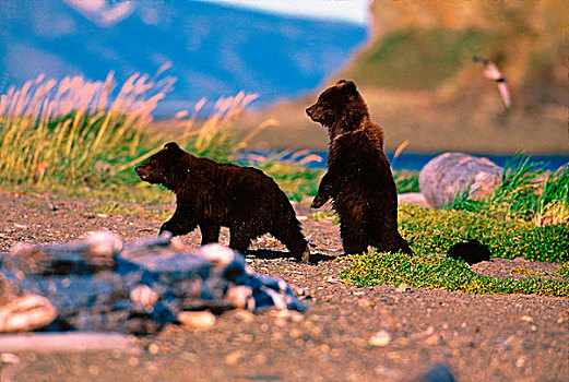 棕熊,阿拉斯加,半岛,美国,卡特麦国家公园,幼兽