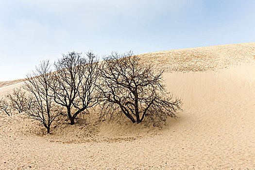 枯木,流砂,沙丘,匹拉沙丘地区,阿基坦,法国