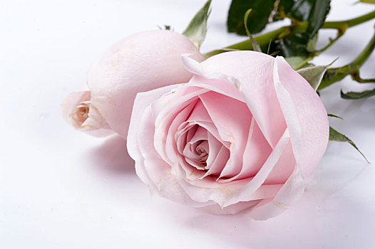 粉红雪山玫瑰