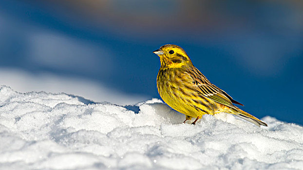 金翼啄木鸟,黄鹀,雪地,提洛尔,奥地利,欧洲