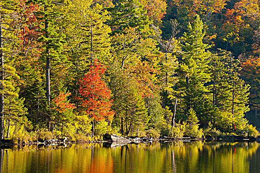 湖,秋色,晚霞,魁北克,加拿大