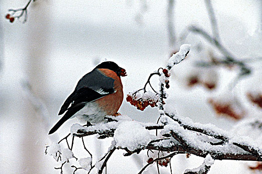红腹灰雀,冬天