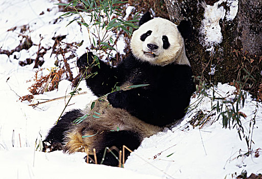 亚洲,中国,四川,大熊猫,竹子,冬天,雪,卧龙自然保护区