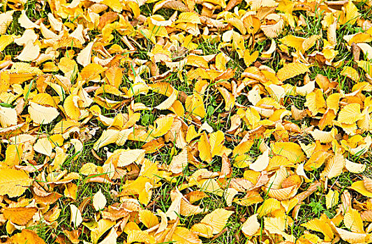 黄色背景,秋天,榆树,叶子