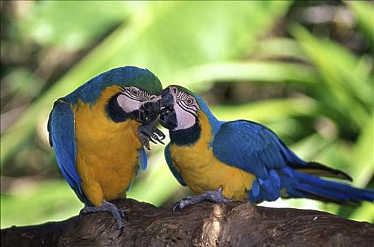 蓝黄金刚鹦鹉,伊瓜苏,国家公园,巴西
