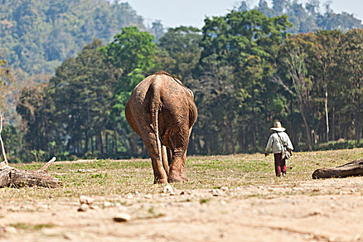 大象,走,一起,自然公园,靠近,清迈
