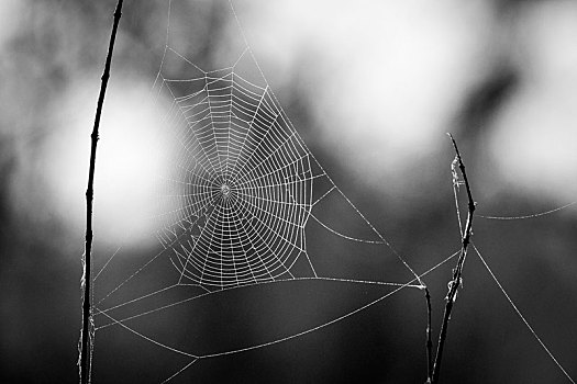 蜘蛛网,阳光,小水滴,黑白