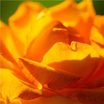 自然,橙色,玫瑰花,背景