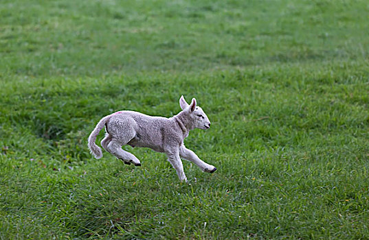 羊羔,跳跃,草地,诺森伯兰郡,英格兰