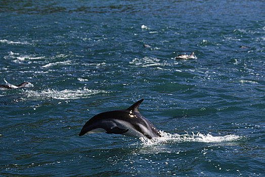 新西兰,南岛,暗黑斑纹海豚
