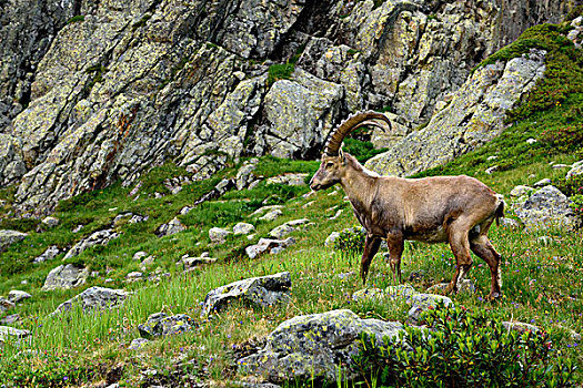 阿尔卑斯野山羊,羱羊,站立,岩石,区域,靠近,夏蒙尼,法国,欧洲