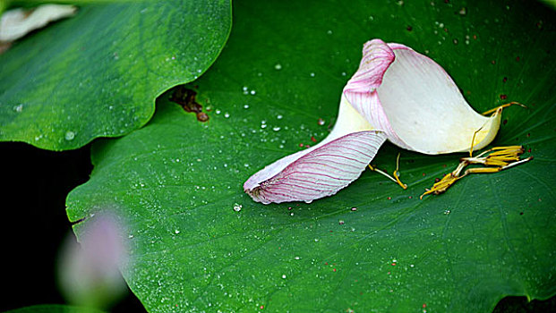 一池清丽