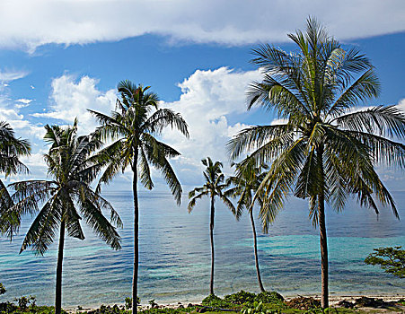 椰树,椰,树,比基尼,海滩,彭佬岛,岛屿,菲律宾