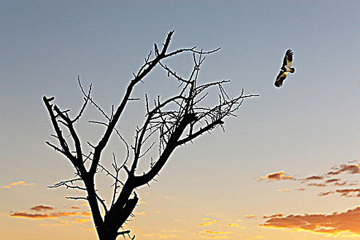 纳米比亚,埃托沙国家公园,鹰,树