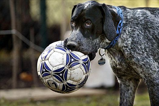 德国短毛指示犬,老,足球,嘴