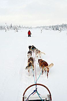 西伯利亚,爱斯基摩犬,拉拽,雪撬