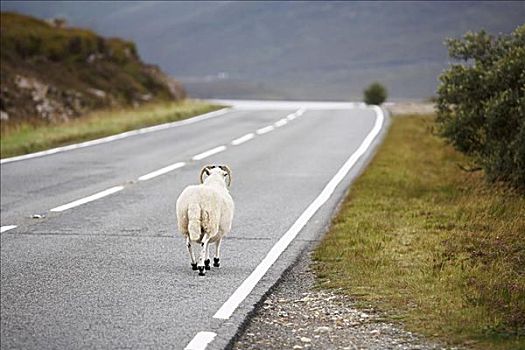 绵羊,走,途中,斯凯岛,苏格兰