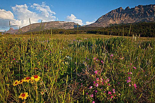草原,野花,两个,狗,冰川国家公园,蒙大拿,美国