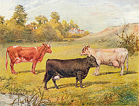 阿伯丁,母牛,艺术家,木头