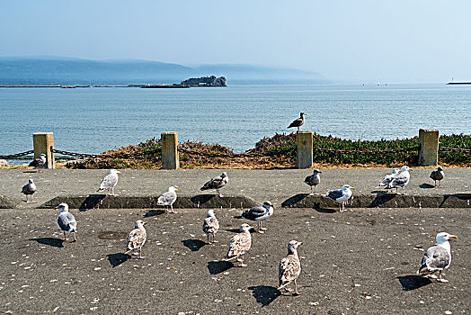 加利福尼亚,太平洋海岸,海鸥