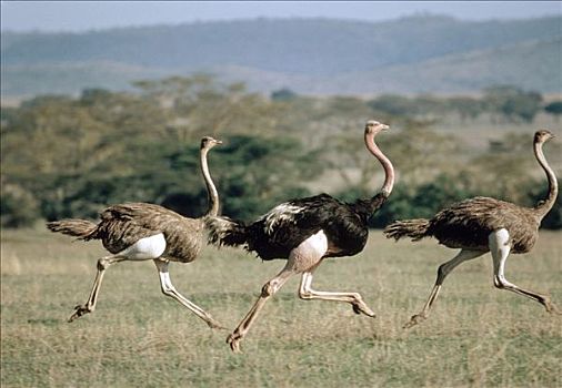 鸵鸟,鸵鸟属,塞伦盖蒂国家公园,坦桑尼亚