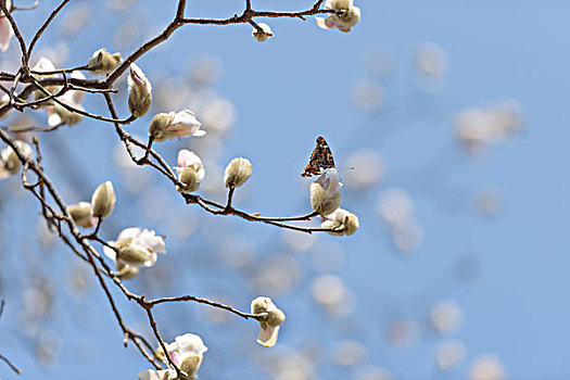 玉兰,蝴蝶,春天,蓝天,butterfly,magnoliaflower