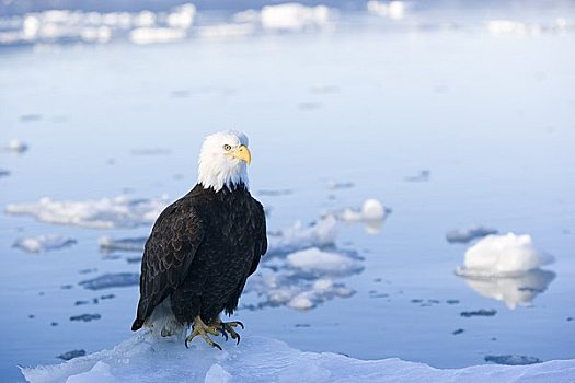 白头鹰,冰,水,卡契马克湾,本垒打,阿拉斯加,美国