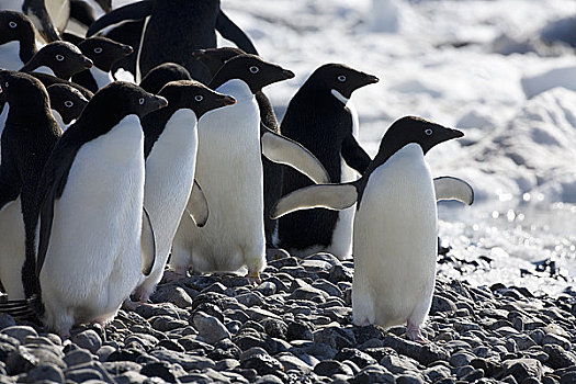阿德利企鹅,海滩,保利特岛,南极半岛,南极