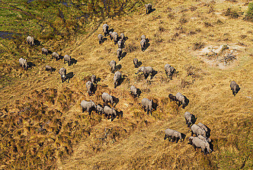 非洲象,饲养,牧群,漫游,航拍,奥卡万戈三角洲,莫雷米禁猎区,博茨瓦纳,非洲