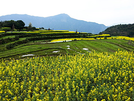 山中的油菜花梯田,2015年3月31日,摄于江西婺源江岭