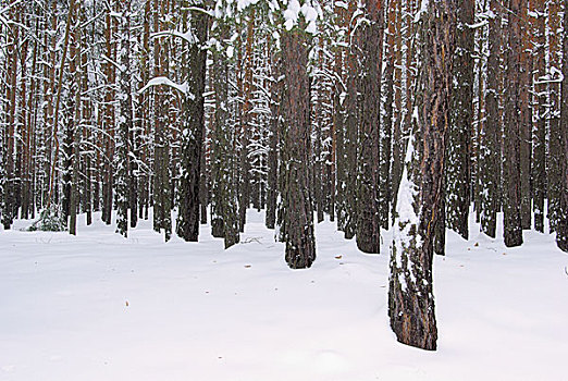 森林,冬天,树林