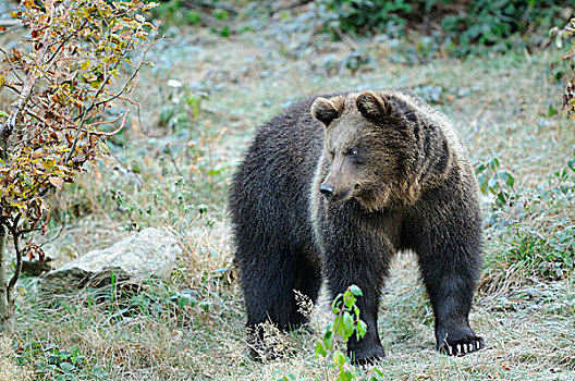 棕色的熊,巴伐利亚森林国家公园,巴伐利亚,德国