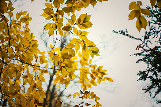 秋天,树,叶子