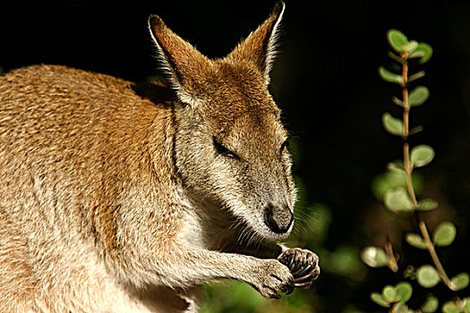 敏捷,小袋鼠,澳大利亚