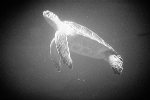 海龟,游泳