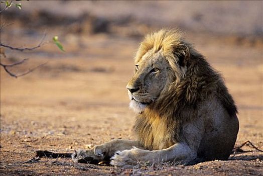 狮子,国家公园,南非